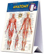 Anatomy (Quick Study Easel)