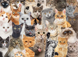Peter Pauper Press All The Cats 500 Piece Jigsaw Puzzle