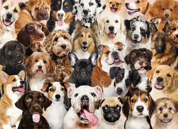 Peter Pauper Press All The Dogs 500 Piece Jigsaw Puzzle
