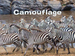 Camouflage (Science for Toddlers)