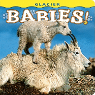 Glacier Babies! (Babies! (Farcountry Press))