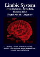 'Limbic System: Amygdala, Hypothalamus, Septal Nuclei, Cingulate, Hippocampus: Emotion, Memory, Language, Development, Evolution, Love'